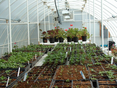 flowers-in-greenhouse 4