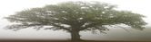 tree 2