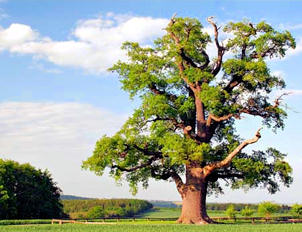 oak-tree2
